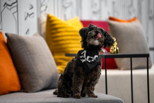 a small black dog sitting on a couch at Aloft New York Chelsea in New York