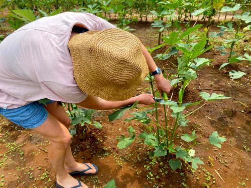 a person wearing a straw hat is touching a plant at MONI FARM HOUSE WILPATTU in Nochchiyagama