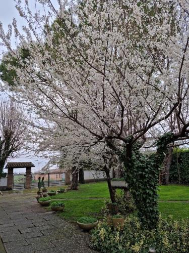 a tree with white flowers in a park at LA CASA DI GIM in Lugo