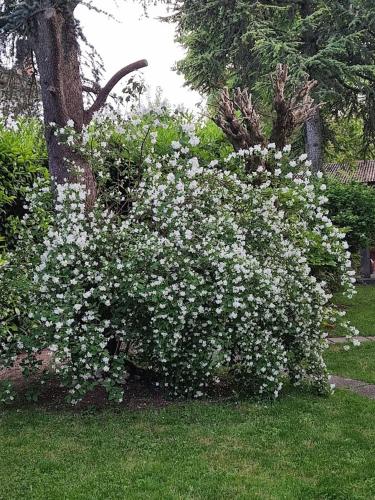 a bush of white flowers in the grass at LA CASA DI GIM in Lugo
