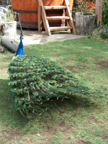 a large green plant with a blue top on the grass at La Cabaña de Piedra in Las Trancas