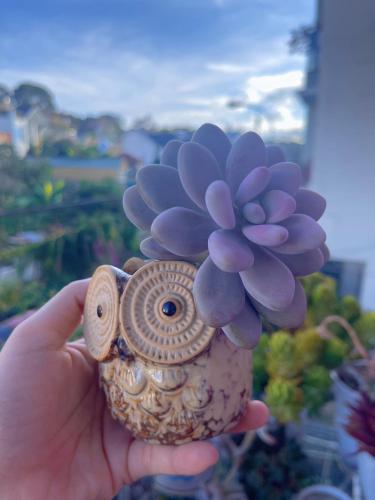 a hand holding a small blue plant in a vase at Selena Dalat Homestay in Da Lat