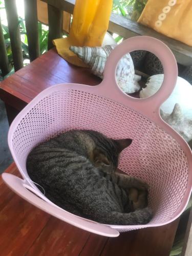 a cat sleeping in a pink basket on a table at Balili Farm At Nacpan Free Motorbike Free Drop Off Free Pick up to town in El Nido