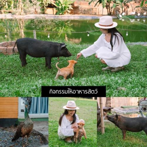 Domácí mazlíčci ubytovaní s hosty v ubytování แคมป์ต๊ะต่อนยอน แม่กำปอง เชียงใหม่ CAMP Ta-Torn-Yorn Maekampong Chiang Mai