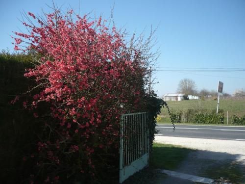 a bush with red flowers next to a fence at Gite Anne-Marie Davaillon in Châtillon-sur-Indre