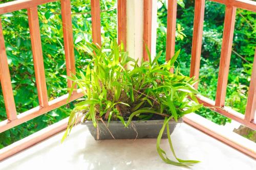a potted plant sitting on a window sill at Yino Villa Midigama in Midigama