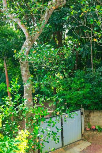a tree in front of a fence next to a tree at Yino Villa Midigama in Midigama