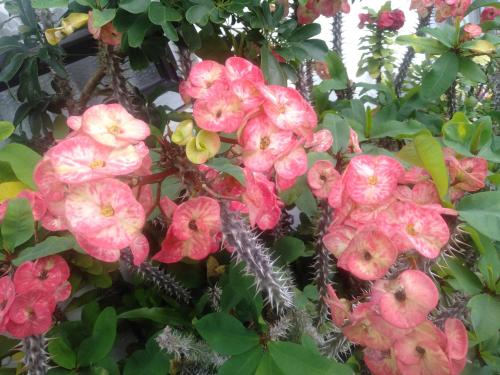 a bunch of pink flowers on a plant at Te Moana Nui Villas in Arorangi