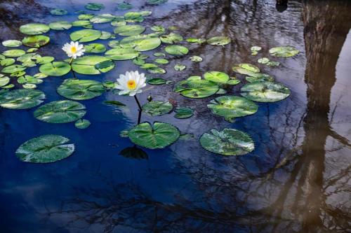 a group of water lilies in a pond at 6號交響曲民宿 in Chenggong