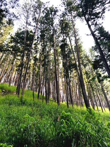 a group of trees in a field with green grass at Pineview Lodge Ella in Ella