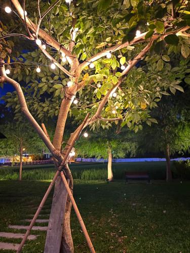a tree with lights on it in a park at Blue Sky Hill Homestay 臺東縣民宿1467號 in Guanshan