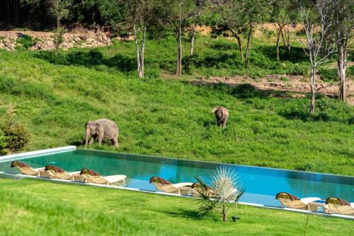 a pool with chairs and elephants in a field at Wild Cottages Elephant Sanctuary Resort in Amphoe Koh Samui