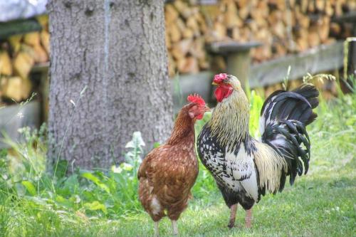 Άλλα ζώα σε αυτό το διαμέρισμα ή στη γύρω περιοχή