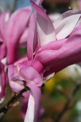 a close up of a pink flower on a plant at Abendruhe Hotel - kontaktloser Check In in Oberhaching
