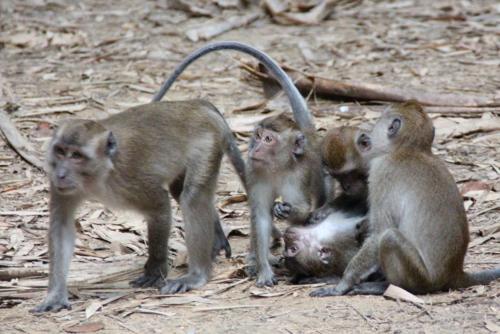 a group of monkeys sitting on the ground at Evergreen Guest House in Khao Sok