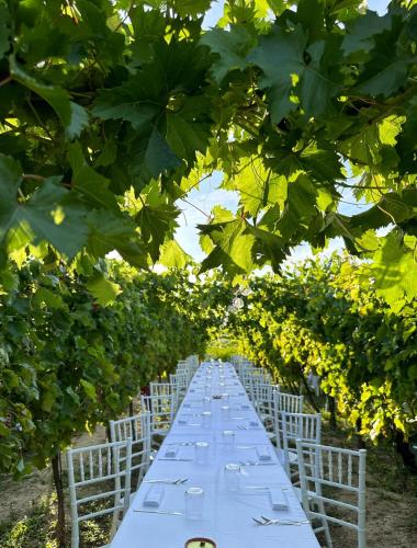 a long row of tables in a vineyard with green trees at Agriturismo Oasi Biologica in Montedinove