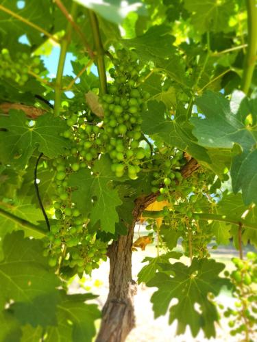 a bunch of green grapes hanging from a tree at Finca La Saucina Casa de Campo in Tunuyán