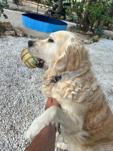 a dog is holding a ball in its mouth at L'oasi Una Pineta Sul Mare in Custonaci