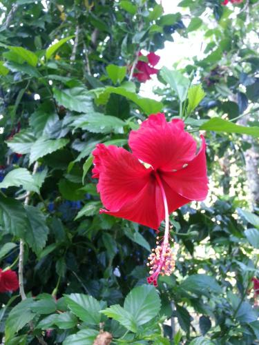 a red flower is hanging from a tree at La Vida Hostel Samal Island in Samal