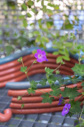 a red bench with a purple flower on it at Le Nove Hotel in Nove
