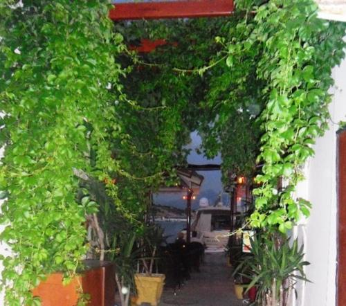 a room filled with lots of green plants at Kallirroi Studios in Pythagoreio