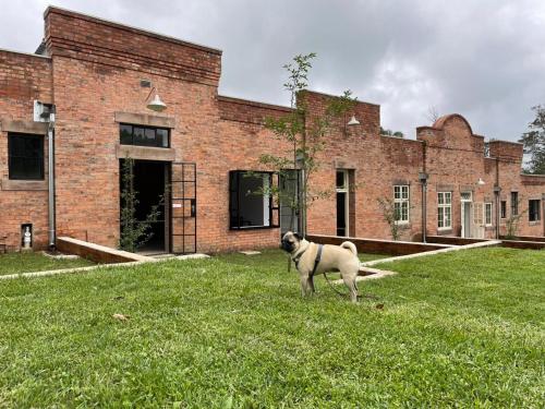 a dog standing in the grass in front of a brick building at The Old Mushroom Farm in Howick