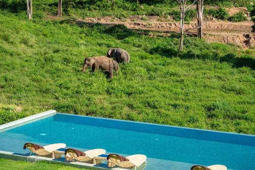 two elephants are walking in a field with chairs and a swimming pool at Wild Cottages Elephant Sanctuary Resort in Amphoe Koh Samui