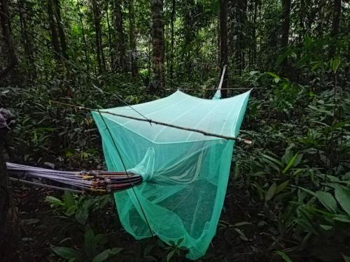 a green umbrella laying on the ground in the woods at Hostal Búho Amazonas tours in Leticia