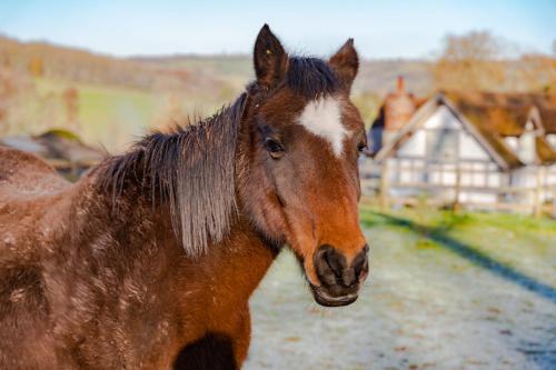 a brown and white horse standing next to a house at Outshot Barn in Hay-on-Wye