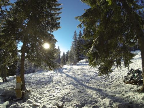 a snow covered slope with a tree and the sun at Skikoliba 1 in Jahorina