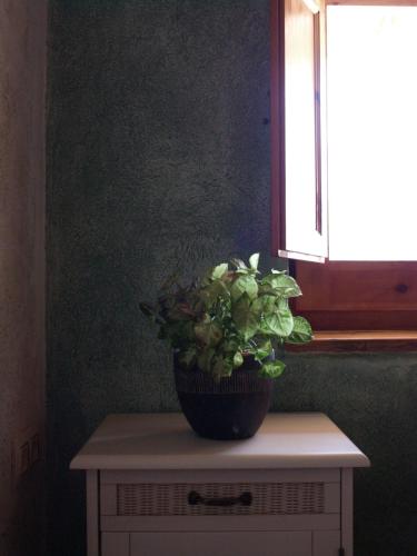 a potted plant sitting on a table next to a window at Casa Rural al Pirineu in Ansobell