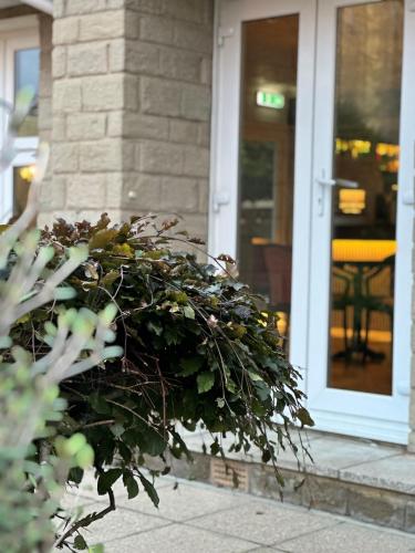 a large green bush in front of a door at The Q Hotel in Shanklin