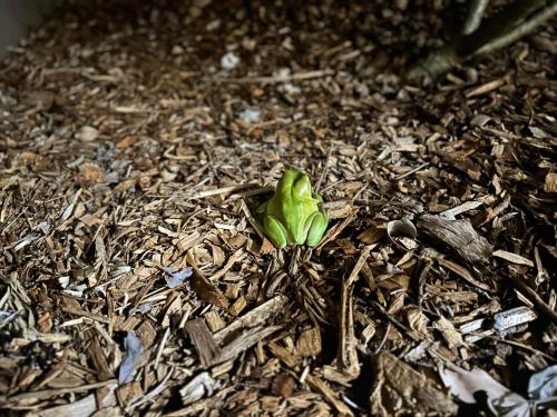 a small green plant growing in the dirt at Gardens by the Bay - Acreage Living & EV Charging in Deception Bay