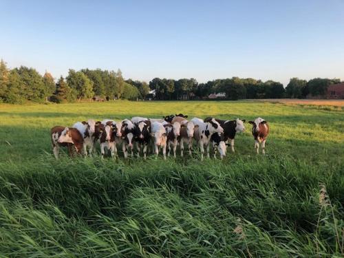 a herd of cows standing in a field at Camping Hof van Kolham in Kolham