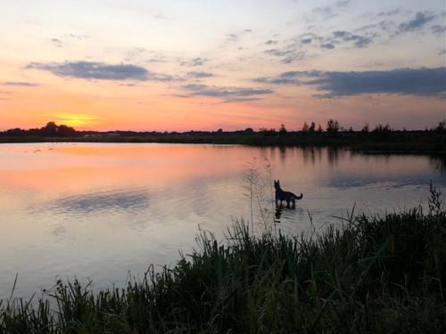 un chien debout dans l'eau au coucher du soleil dans l'établissement Camping Hof van Kolham, à Kolham