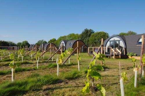 a row of vines in a field next to tents at Wolds Wine Estate in Normanton on the Wolds