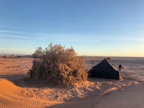 a tent in the middle of a desert with a bush at Nomad Life Style in Mhamid