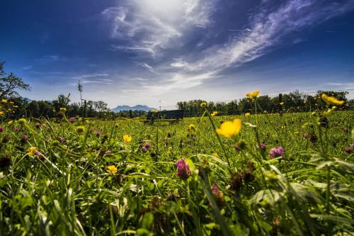 a field filled with lots of flowers in a field at Unterkunft KemptenCityHost in Kempten