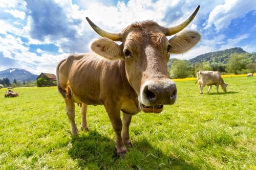 a brown cow standing in a field of grass at Unterkunft KemptenCityHost in Kempten