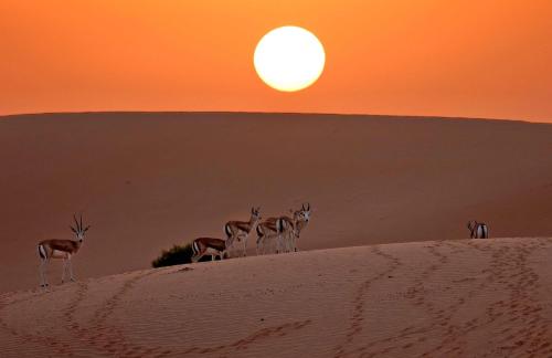 a group of gazelles standing on top of a sand hill at Dubaicanam Camp in Dubai