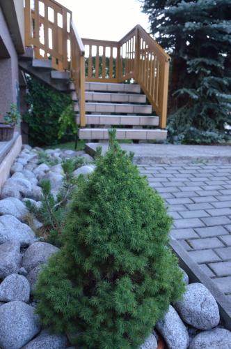 a small pine tree in front of a staircase at Penzion u Laca in Zuberec