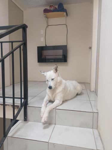 a white dog laying on the floor next to a staircase at Airport Hostel in Ciudad Juárez