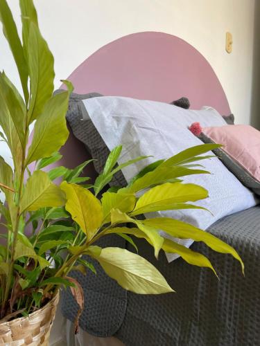 a plant in a basket next to a bed at Casa Teresa in Rio de Janeiro