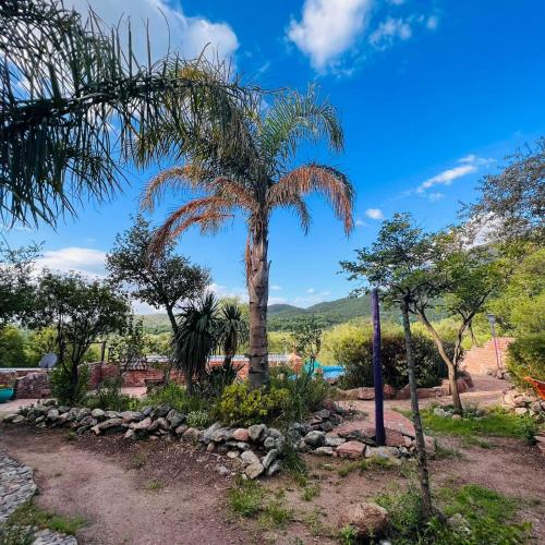 a palm tree in a garden with a stone wall at June en el Uritorco in Capilla del Monte