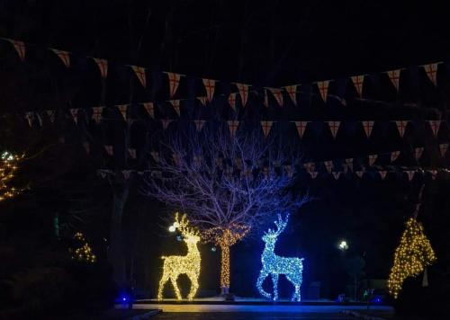 un grupo de luces de Navidad delante de un árbol en Borjomi Home en Borjomi