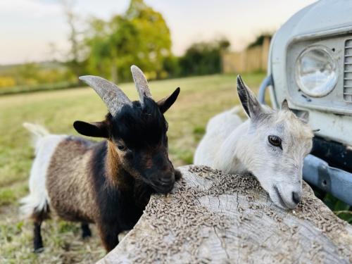 two goats are standing next to a truck at Studio Du Moulin in Saint-Laurent-dʼAndenay