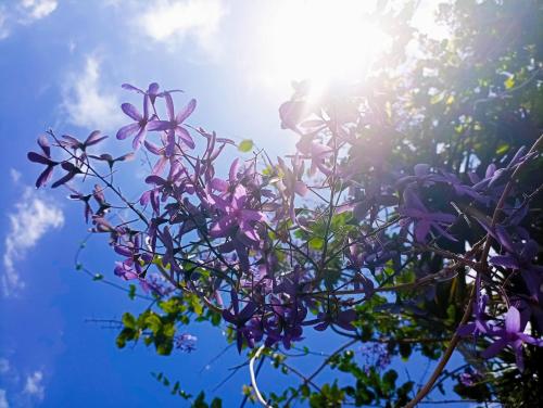 un árbol con flores púrpuras y el sol en el cielo en Le ti bali Chambre, en Saint-Leu