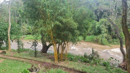 a river in the middle of a forest at Aya natural in Ūdumbanshola