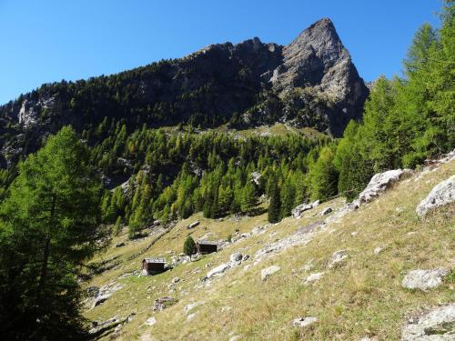 a mountain with trees on the side of a hill at Ferienwohnungen Auhaus in Martello