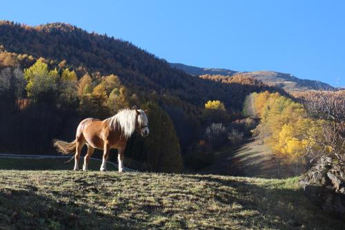 a horse standing on a hill in a field at Ferienwohnungen Auhaus in Martello